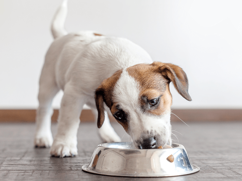 12 Best Small Breed Puppy Foods